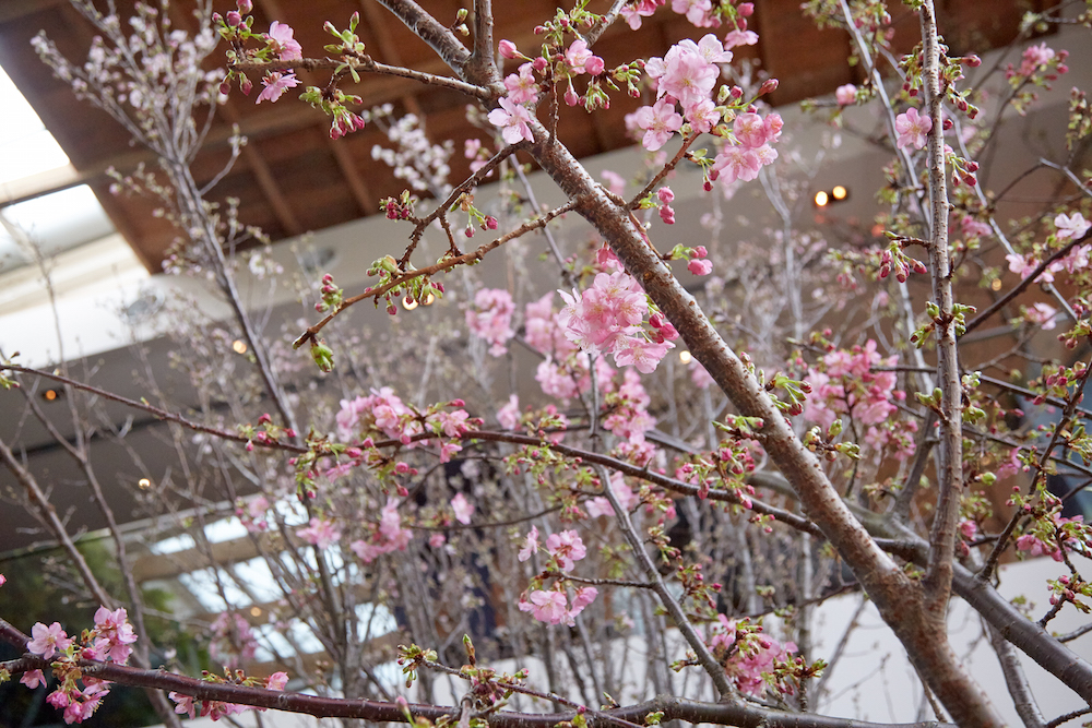 DINING OUT、お花見