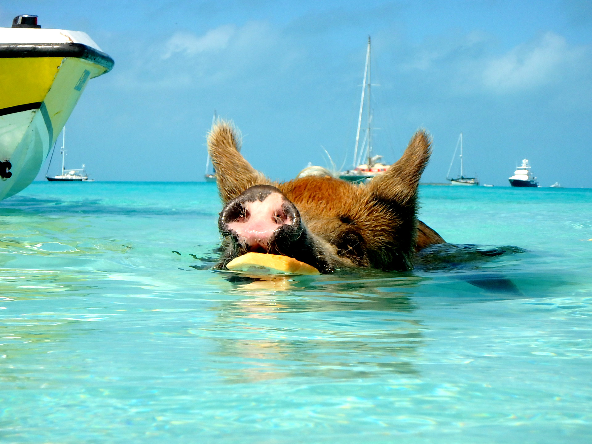 カリブ海 夢のアイランドホッピング Part2 カリブ海を泳ぐ豚 個性あふれる島々へ Glamjp グラム