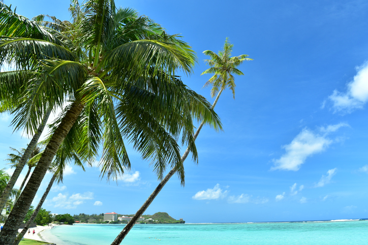 Coconut palm trees at seashore with blue sky and ocean | Glam(グラム)