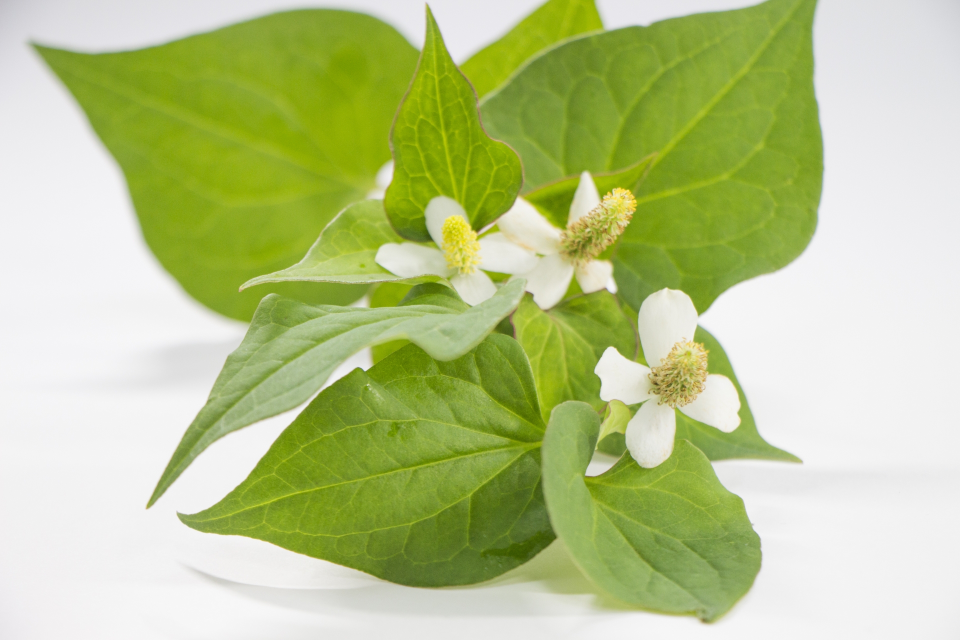 ドクダミ77％スージングトナーの具体的なメリット