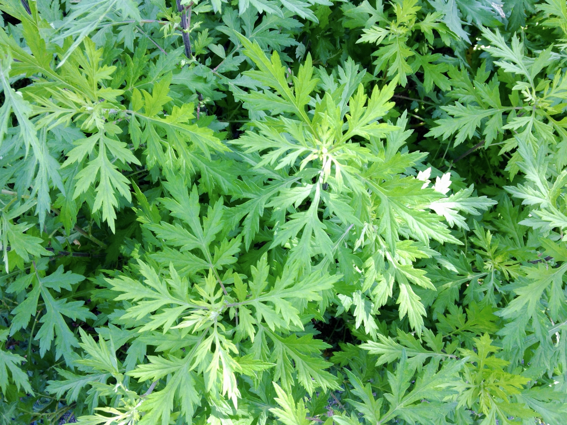 26473190_m | GLAM(グラム)|自分らしく生きる女性に、1日1GLAMを。 安全によもぎを収穫するための見分け方と場所選び