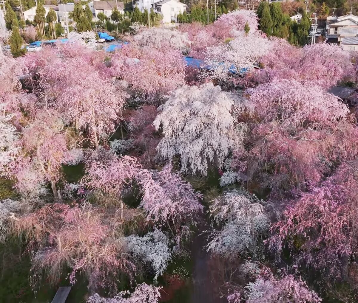 スクリーンショット 2026-02-25 170623 | GLAM(グラム)|自分らしく生きる女性に、1日1GLAMを。 原谷苑の公式サイト