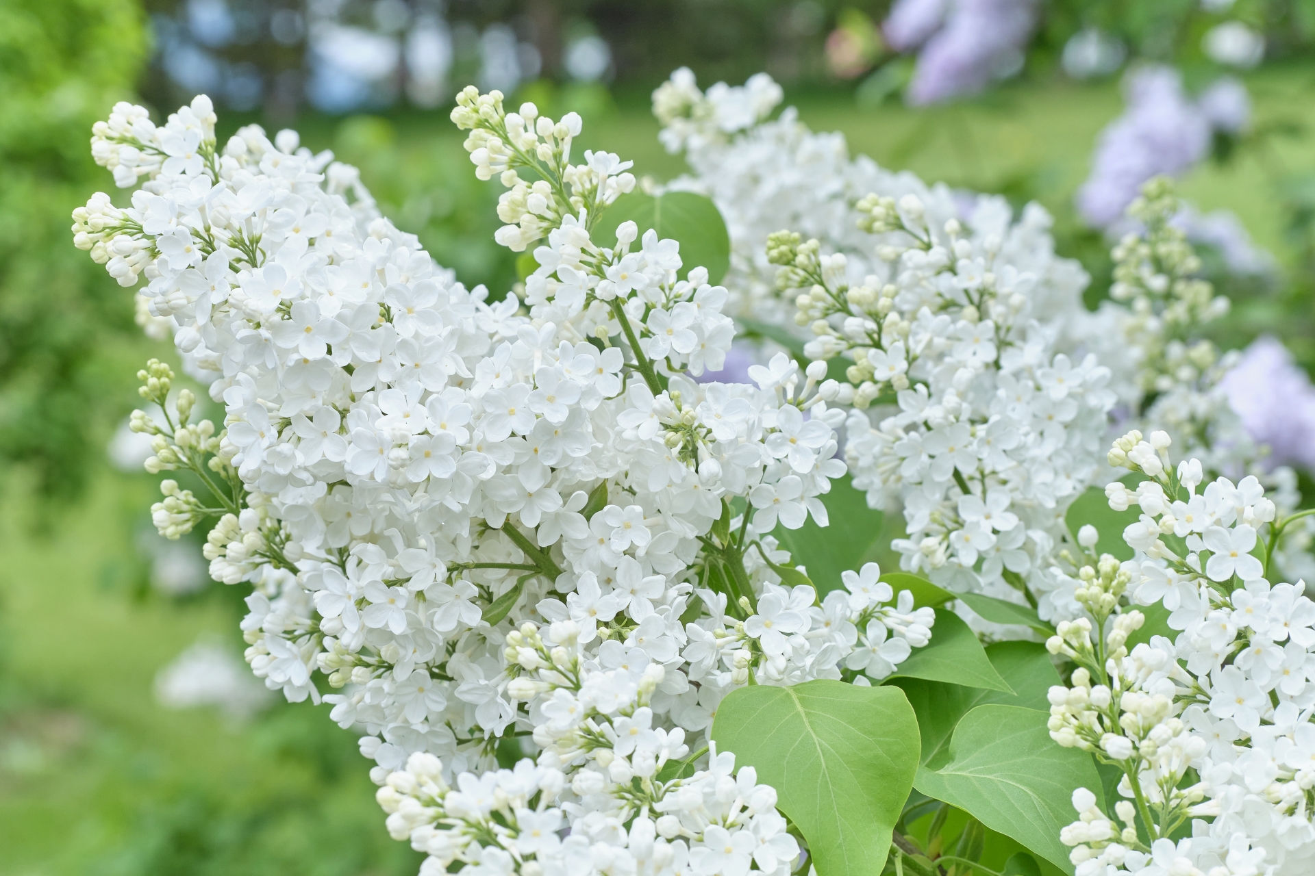 24160406_m | GLAM(グラム)|自分らしく生きる女性に、1日1GLAMを。 幸運を呼ぶハッピーライラックの見つけ方