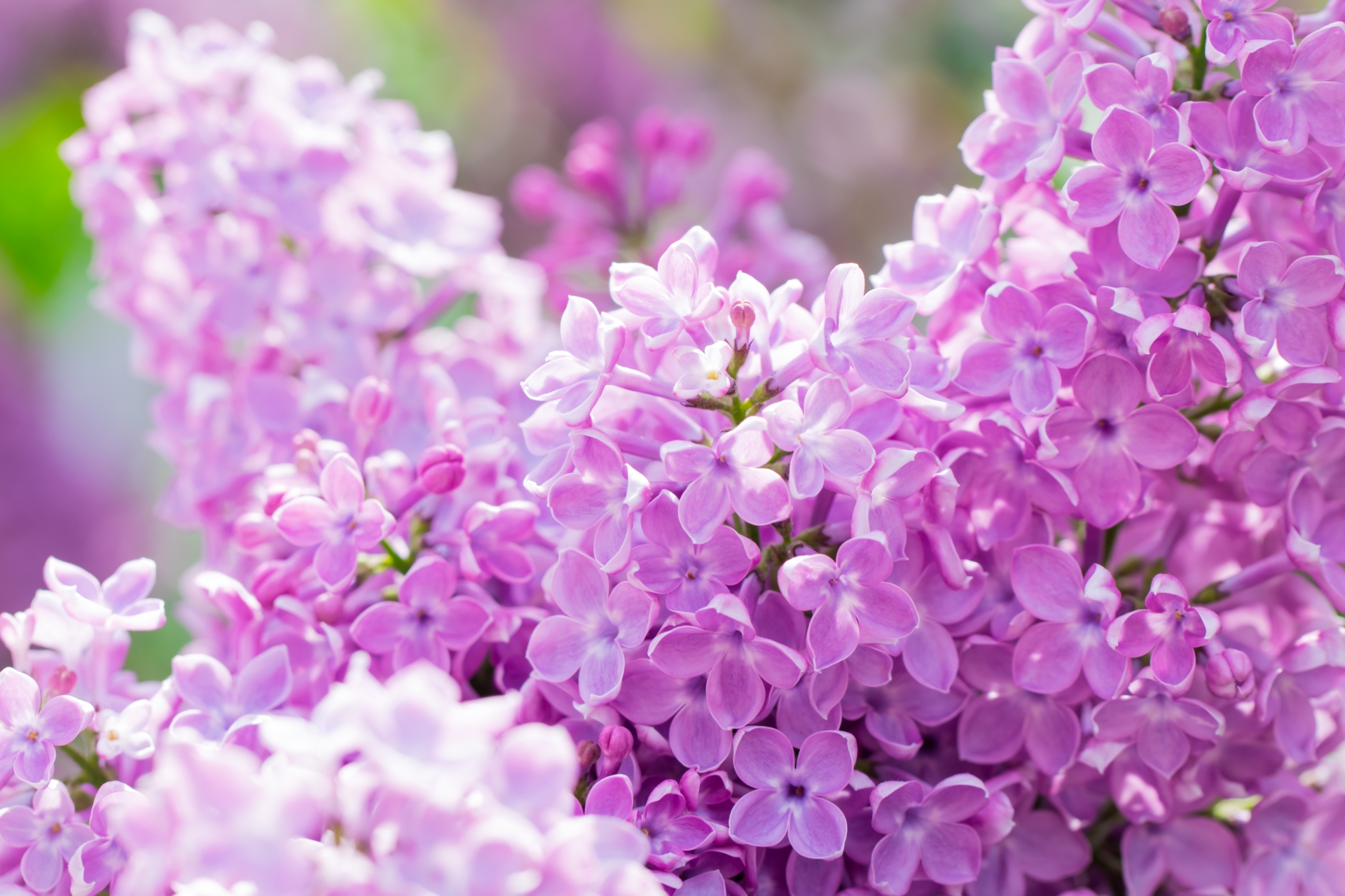 2607036_m | GLAM(グラム)|自分らしく生きる女性に、1日1GLAMを。 ライラックの花言葉が持つ魅力と基本的な意味