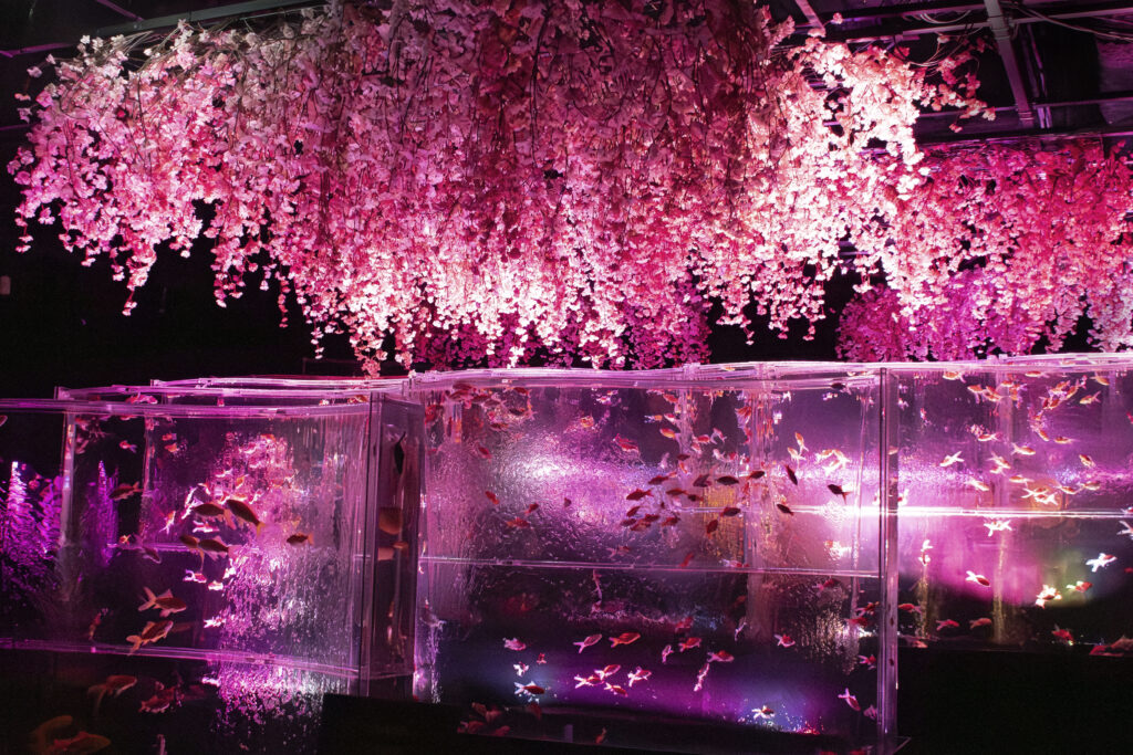 アートアクアリウム公式サイトより引用