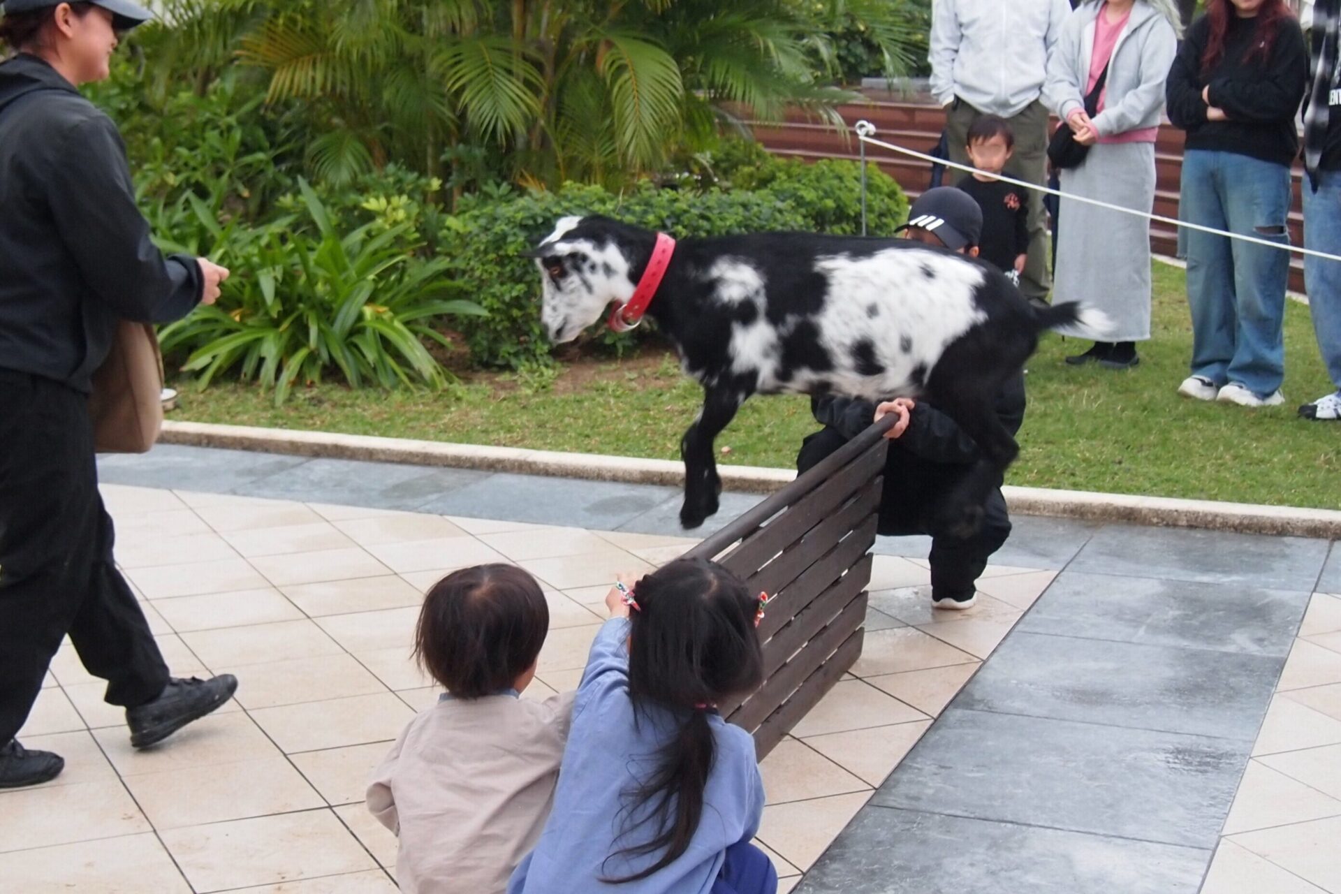 ヤギのパフォーマンスタイム