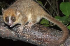Nocturnal small primate with large eyes clinging to a wet branch at night, likely a mouse lemur or similar lemur species.
