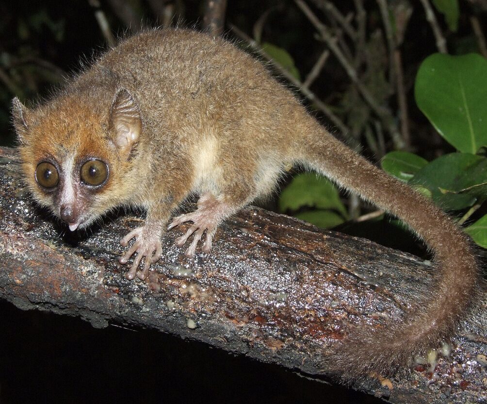 Nocturnal small primate with large eyes clinging to a wet branch at night, likely a mouse lemur or similar lemur species.