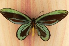 Emerald-green butterfly with black borders and a yellow body, wings fully open against a light wood background.