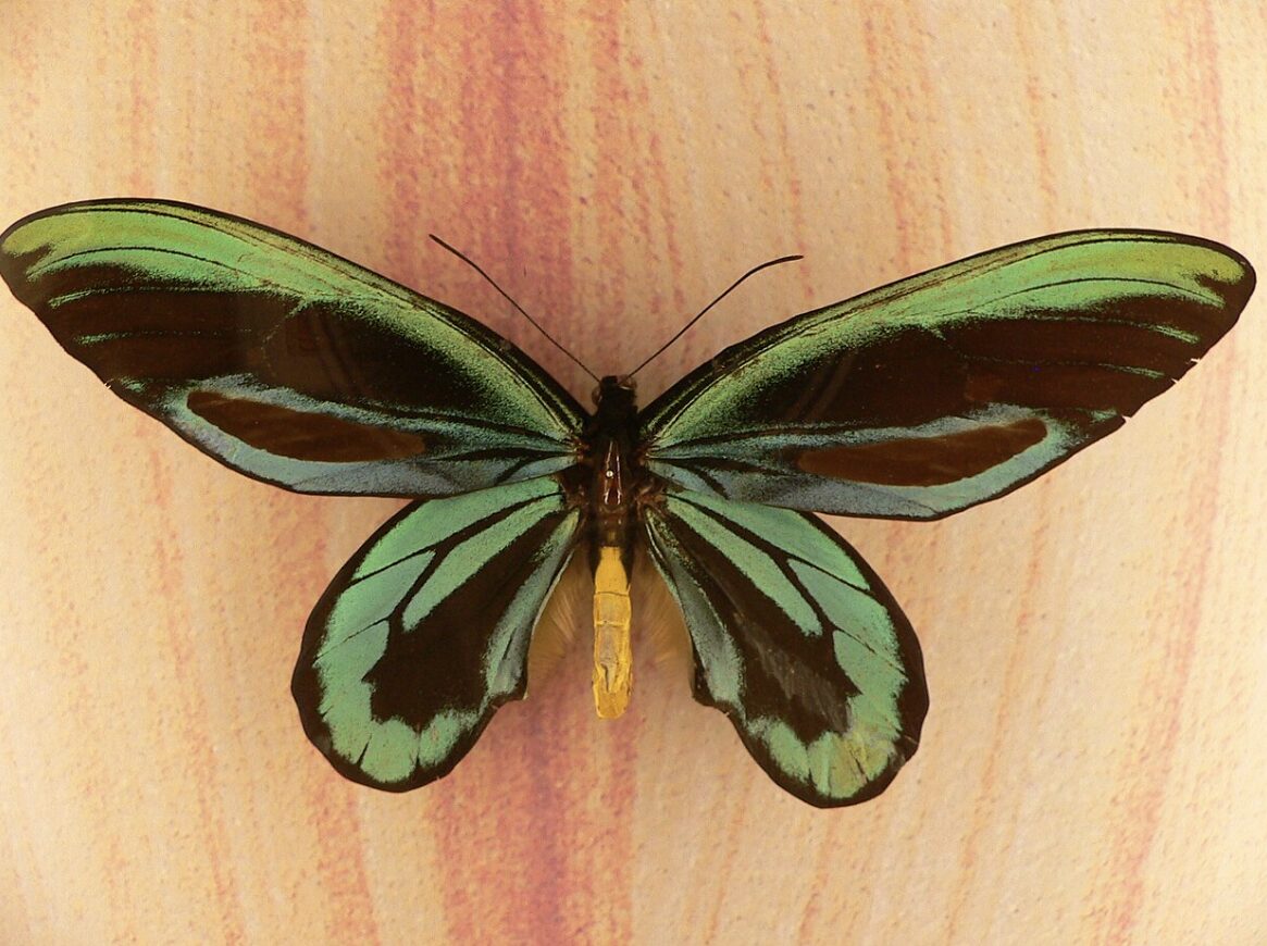 Emerald-green butterfly with black borders and a yellow body, wings fully open against a light wood background.