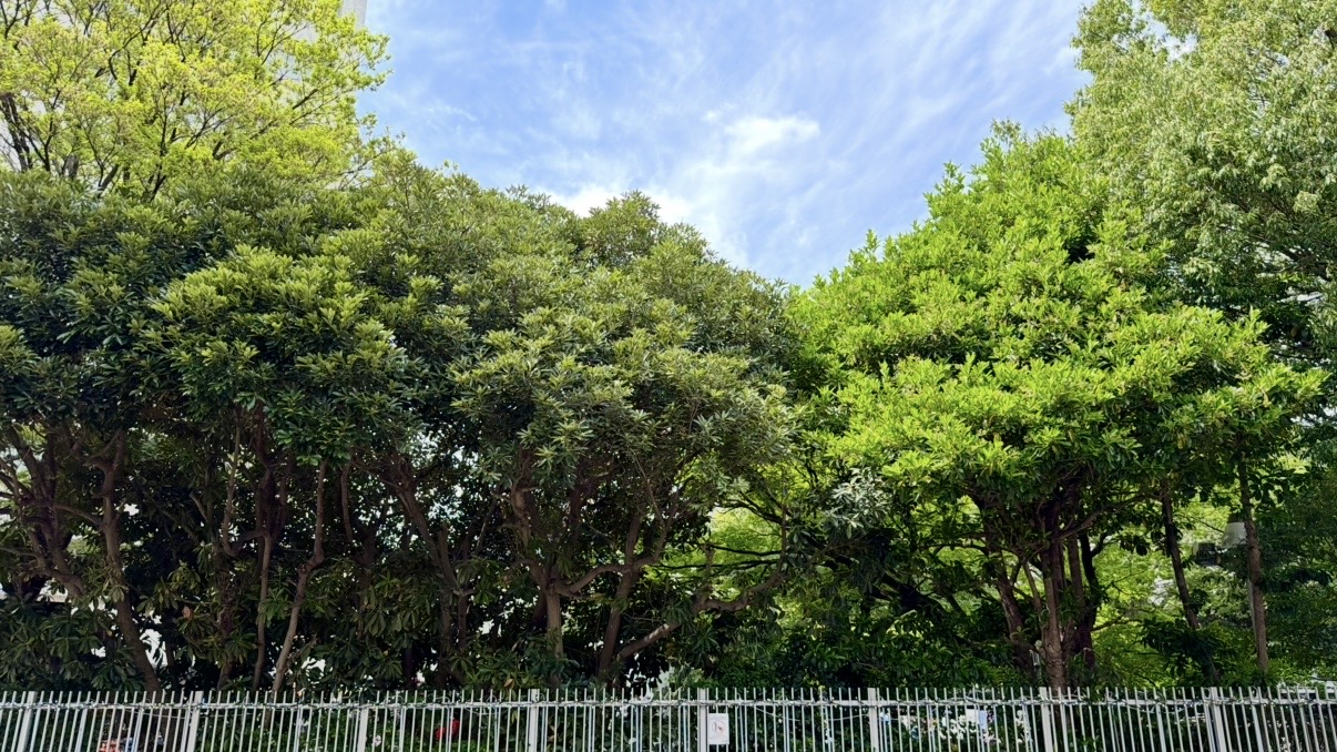 広尾の街並みにある緑豊かな風景