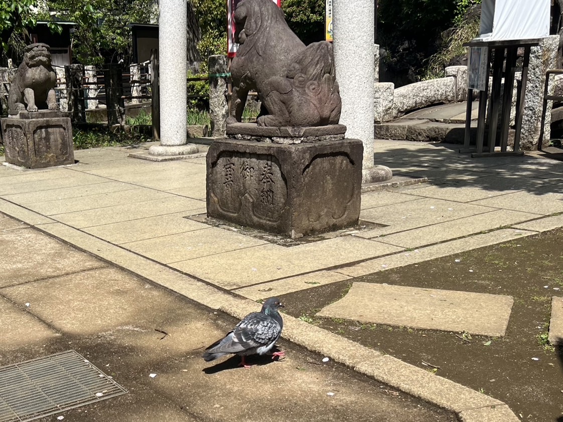 鳩森八幡神社の境内にいる鳩