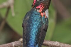 Hummingbird perched on a branch with iridescent blue-green body and bright pink throat patches (gorget).