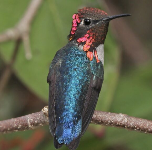 Hummingbird perched on a branch with iridescent blue-green body and bright pink throat patches (gorget).
