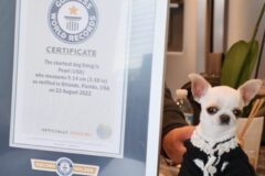 Framed Guinness World Records certificate for the shortest dog, Pearl, beside a small white Chihuahua wearing a black-and-white sweater.