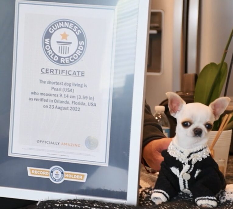 Framed Guinness World Records certificate for the shortest dog, Pearl, beside a small white Chihuahua wearing a black-and-white sweater.