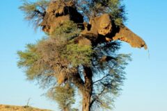Tree with a large, curved, broken limb forming an arch in a dry savanna under a clear blue sky