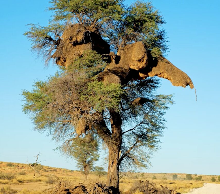 Tree with a large, curved, broken limb forming an arch in a dry savanna under a clear blue sky
