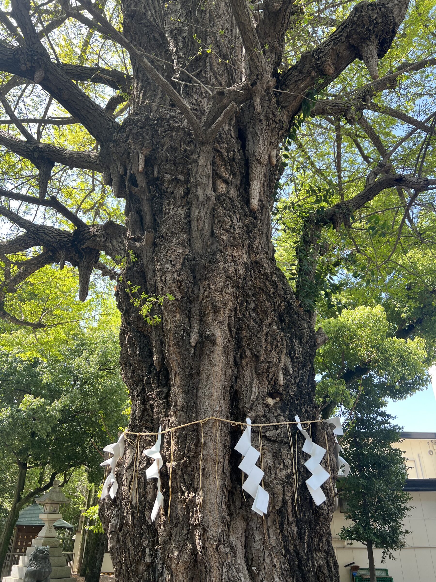 鳩森八幡神社ご神木のイチョウの木
