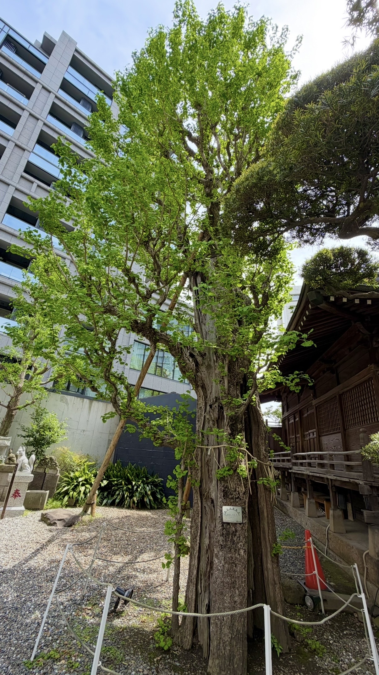 廣尾稲荷神社の御神木のイチョウ