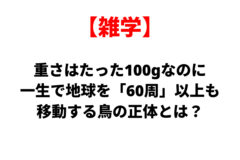 【雑学】体重はたった100gなのに、一生で地球を『60周』以上も移動する鳥の正体とは？