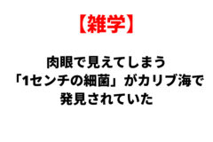 【雑学】肉眼で見えてしまう「1センチの細菌」がカリブ海で発見されていた
