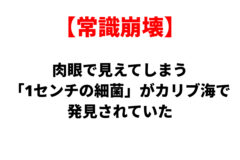 Japanese headline: '常識崩壊' in red, followed by the subheadline '肉眼で見えてしまう「1センチの細菌」がカリブ海で発見されていた' in black, presented as a bold article banner.