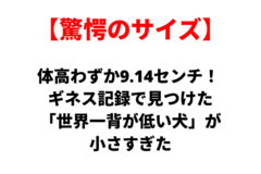驚愕のサイズ、世界一背が低い犬が9.14センチと Guinness記録で見つかったと伝える見出し