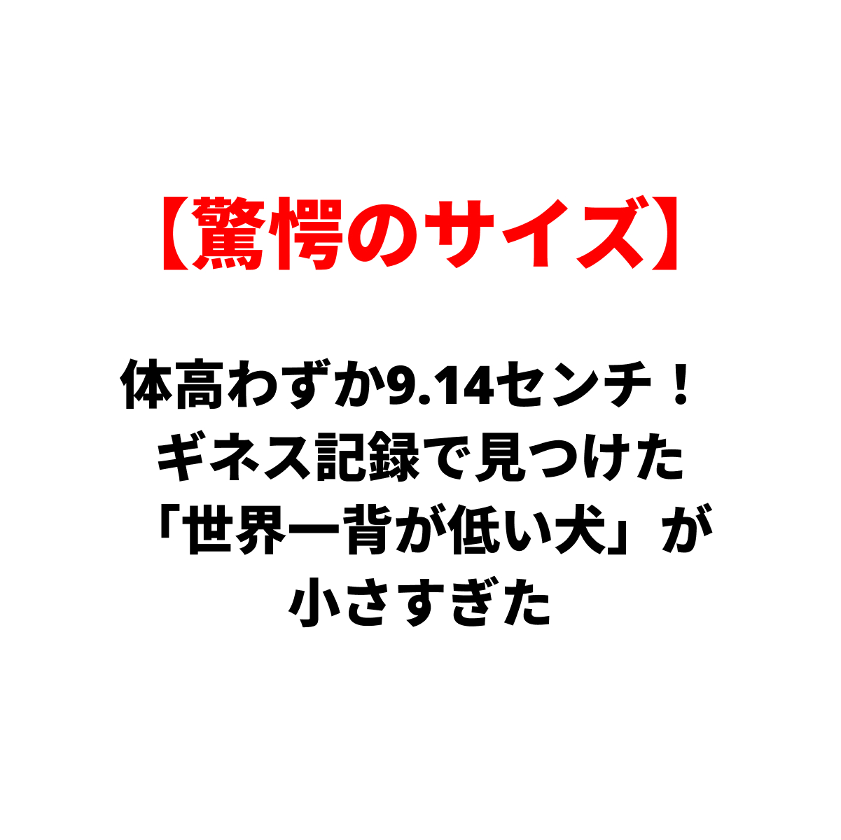 驚愕のサイズ、世界一背が低い犬が9.14センチと Guinness記録で見つかったと伝える見出し