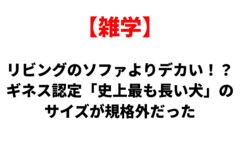 赤い枠の【雑学】と大きな黒字タイトル『リビングのソファよりデカい!? ギネス認定「史上最も長い犬」のサイズが規格外だった』