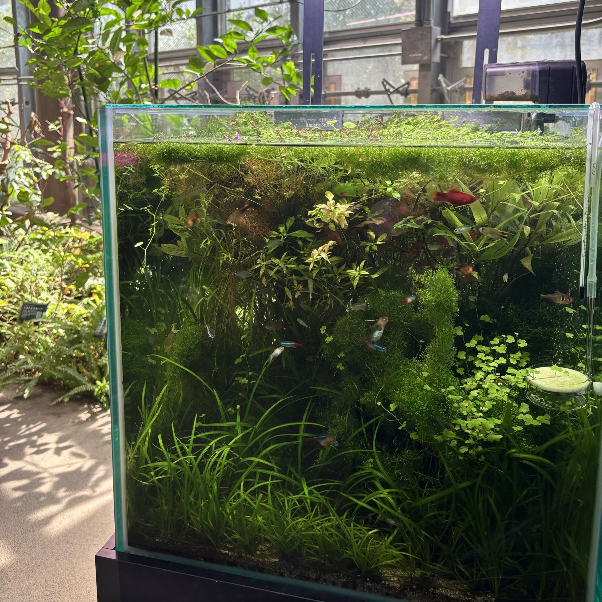 小さな四角い水槽の中に小さな熱帯魚が泳いでいる