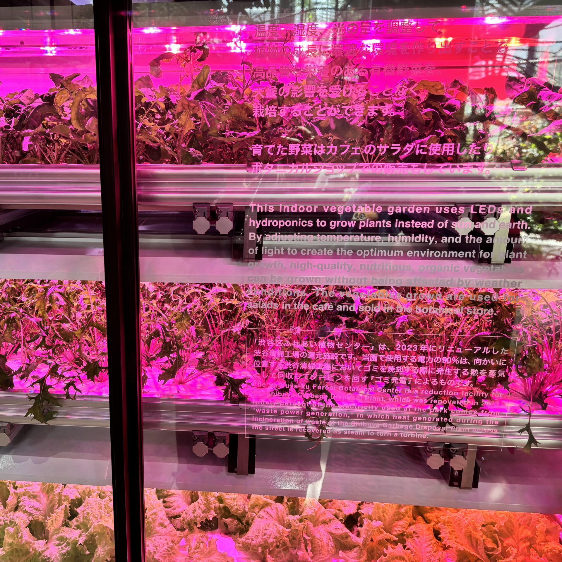ピンク色のライトに照らされる水耕栽培室
