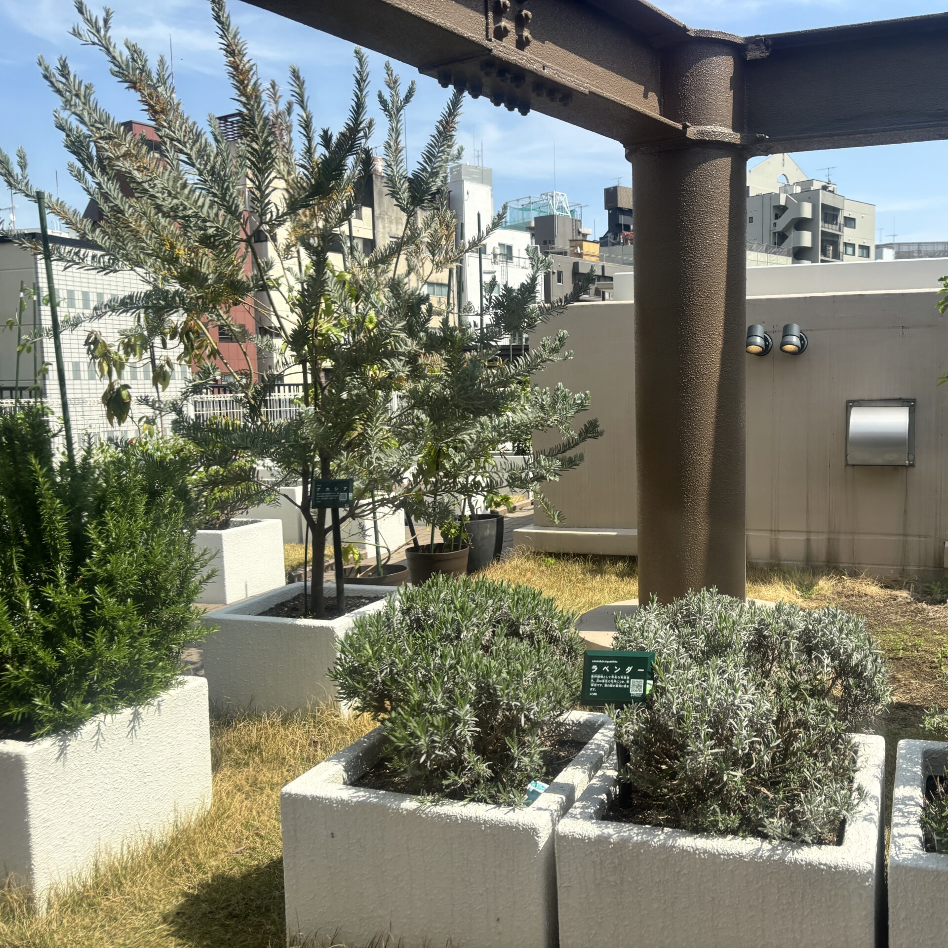 屋上テラスに植物の鉢が並んでいる