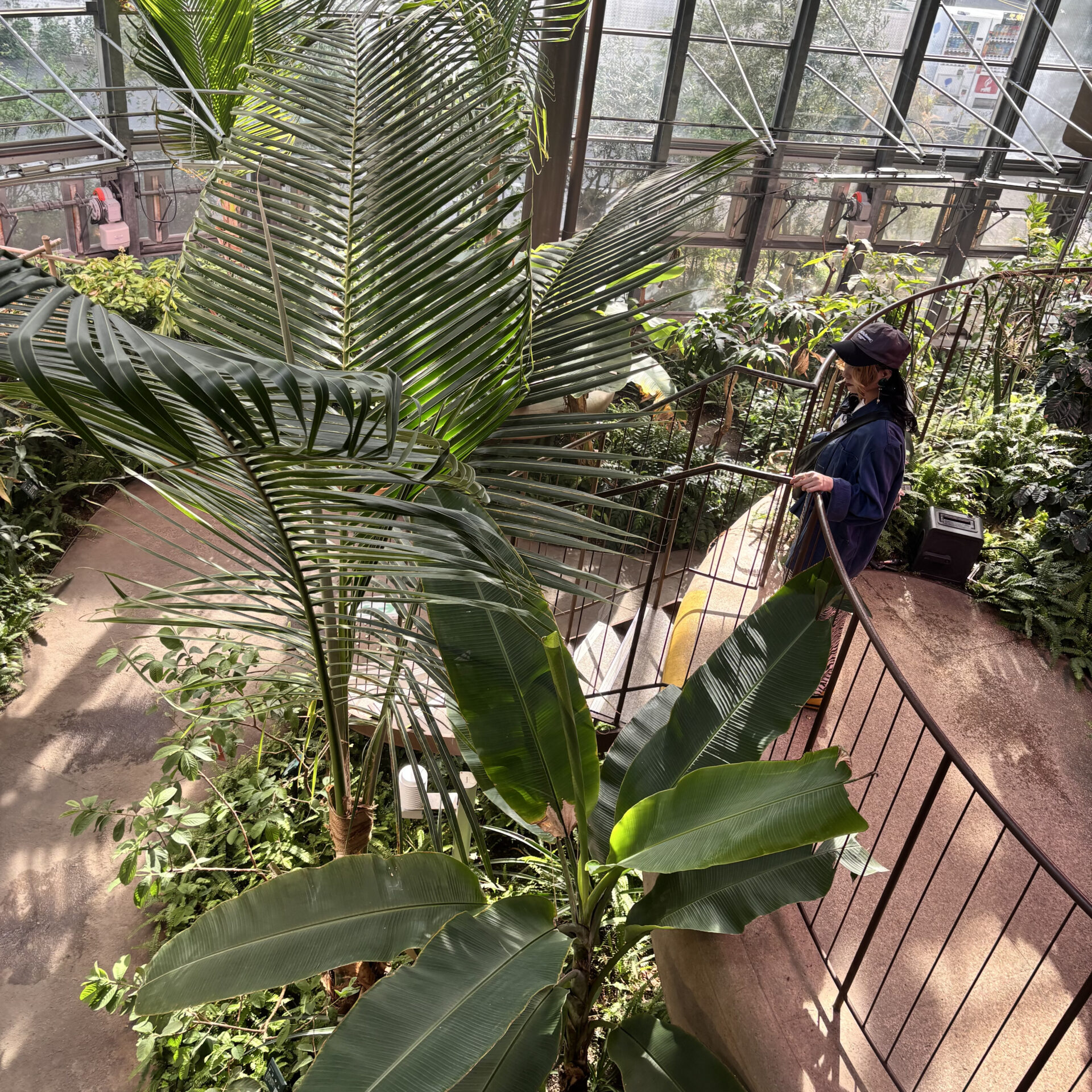植物園の園内に女性がひとり立っている