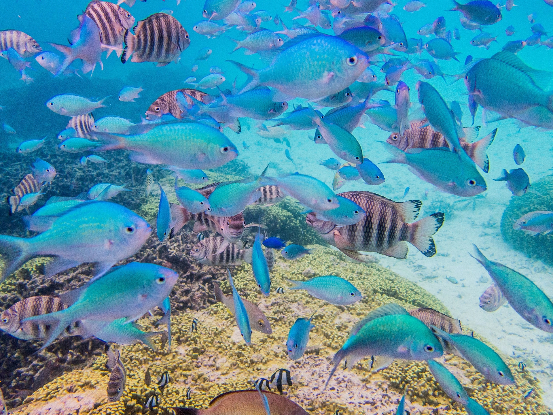 1730677_m | GLAM(グラム)|自分らしく生きる女性に、1日1GLAMを。 出会える魚・生き物