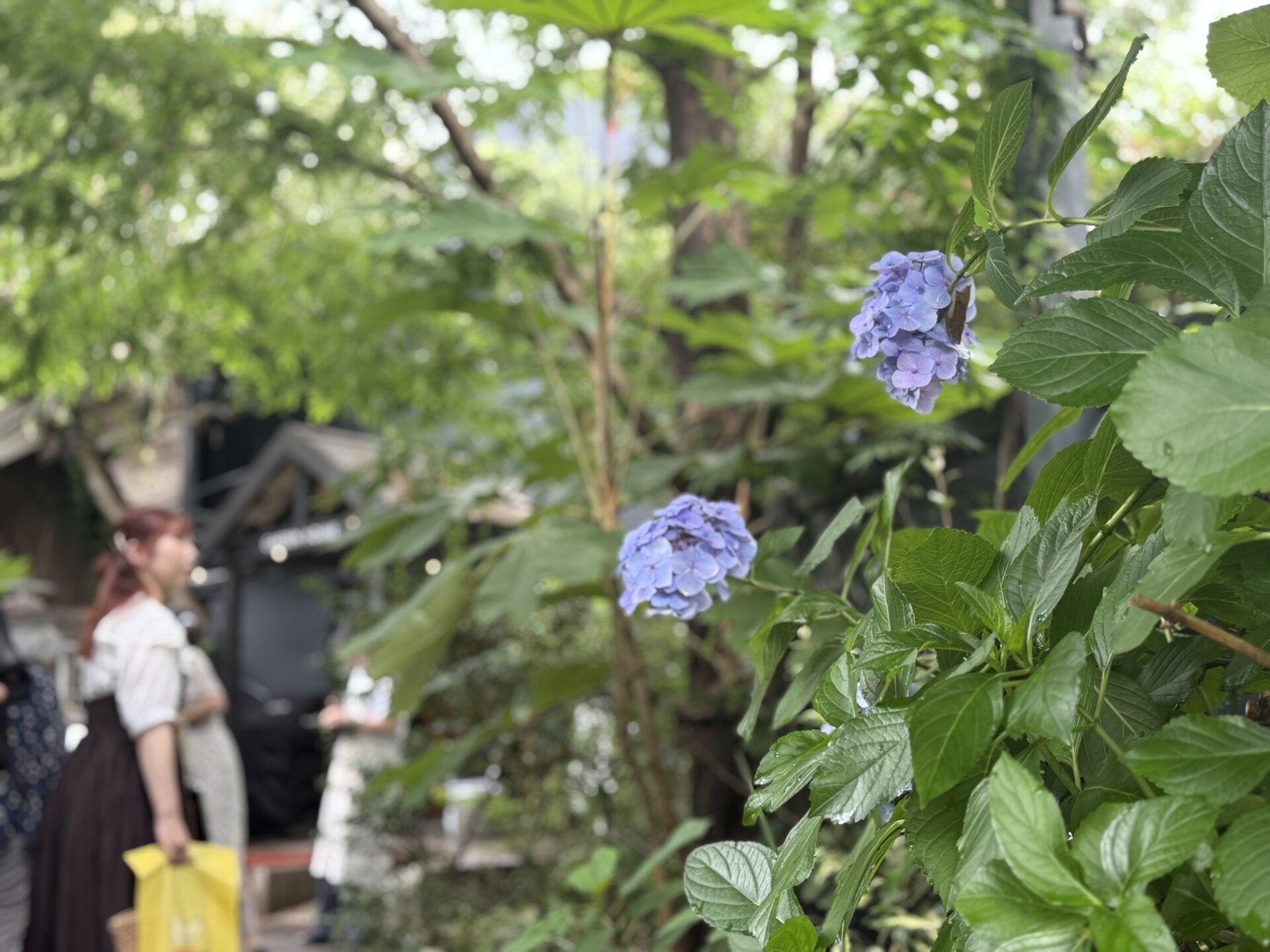 鎌倉散策で見つけたアジサイ